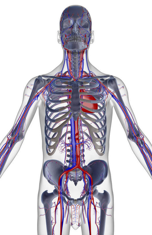 动脉,静脉,骨骼,肋骨,脊椎,血管,无人,站,竖图,插画,室内,白天,白色背景,正面,数码,科技,静物,阴影,网络,医学,骨头,高光,几何,计算机图形,合成,图画,画,红色,蓝色,紫色,模型,站着,人体,电脑合成图,数码合成图,骨架,生物学,漫画,生理学,写实,具体,具象,顶骨,额骨,股骨,髋骨,尾骨,腰骨,下颌骨,颧骨,背骨,站立,半身,彩图