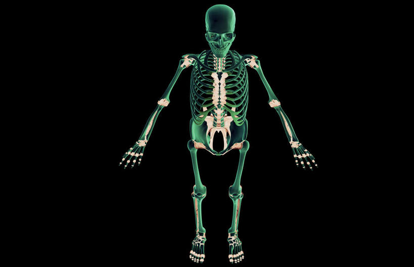腿部,锁骨,神经,动脉,静脉,骨骼,肋骨,脊椎,腿,无人,横图,俯视,插画,x光片,室内,特写,白天,数码,科技,静物,许多,连接,阴影,黑色背景,组合,辐射,科学,网络,医学,支架,骨头,高光,几何,计算机图形,合成,图画,画,一个,黄色,绿色,模型,人体,单个,链接,电脑合成图,数码合成图,骨架,医疗,生物学,科学技术,x射线,紧固,拼接,拼凑,x光,韧带,漫画,生理学,写实,具体,具象,拼合,凑集,聚合,撮合,链结,牢固,髌骨,顶骨,额骨,肱骨,股骨,胫骨,髋骨,桡骨,尾骨,腰骨,掌骨,指骨,下颌骨,颧骨,彩图,高角度拍摄,全身,神经系统,电磁波,电磁辐射