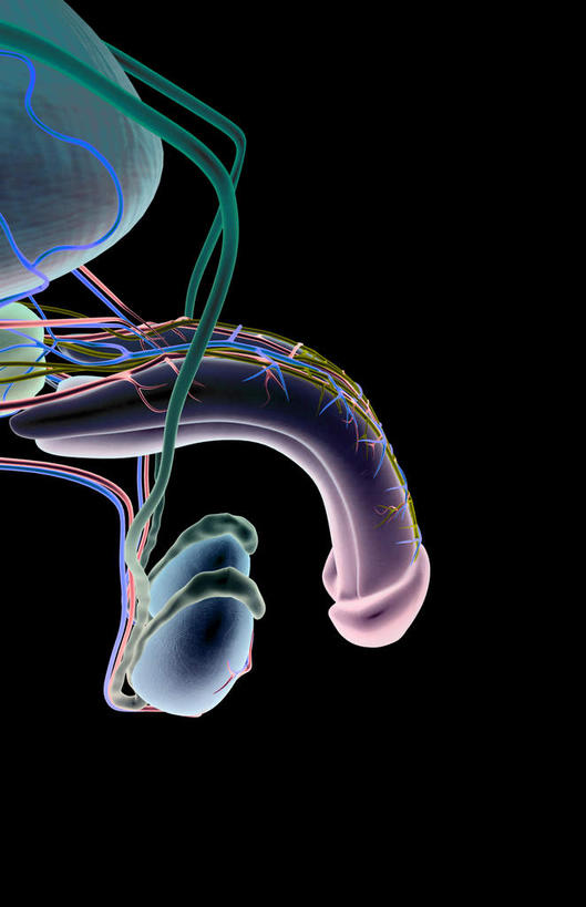 内脏,动脉,静脉,血管,膀胱,阴茎,睾丸,阴囊,无人,竖图,插画,x光片,室内,白天,正面,数码,科技,静物,阴影,黑色背景,辐射,科学,网络,医学,高光,几何,计算机图形,合成,图画,画,红色,蓝色,模型,人体,电脑合成图,数码合成图,医疗,生物学,人体器官,科学技术,x射线,器官,x光,漫画,泌尿系统,前列腺,输尿管,生理学,写实,具体,具象,彩图,生殖器官,电磁波,电磁辐射