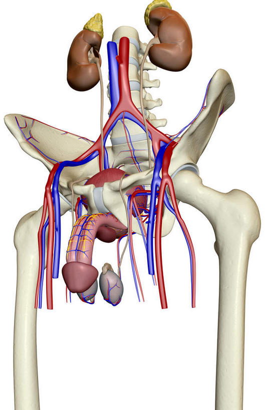 肾脏,神经,动脉,静脉,骨骼,脊椎,膀胱,阴茎,睾丸,阴囊,无人,竖图,插画,室内,白天,白色背景,正面,数码,科技,静物,阴影,网络,医学,棕色,骨头,高光,几何,计算机图形,合成,图画,画,红色,蓝色,白色,模型,人体,电脑合成图,数码合成图,骨架,生物学,漫画,泌尿系统,前列腺,输尿管,生理学,写实,具体,具象,股骨,髋骨,尾骨,腰骨,输精管,肾,半身,彩图,神经系统,生殖器官