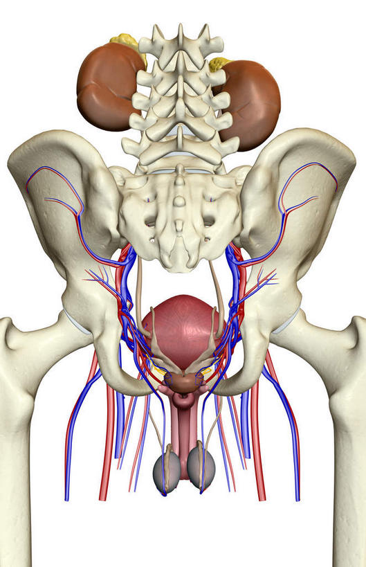 内脏,肾脏,动脉,静脉,骨骼,骨盆,膀胱,阴茎,睾丸,阴囊,无人,竖图,插画,室内,特写,白天,正面,数码,科技,静物,阴影,网络,医学,骨头,高光,几何,计算机图形,合成,图画,画,模型,人体,电脑合成图,数码合成图,骨架,生物学,人体器官,器官,漫画,泌尿系统,前列腺,输尿管,生理学,写实,具体,具象,股骨,髋骨,尾骨,腰骨,输精管,肾,彩图,生殖器官