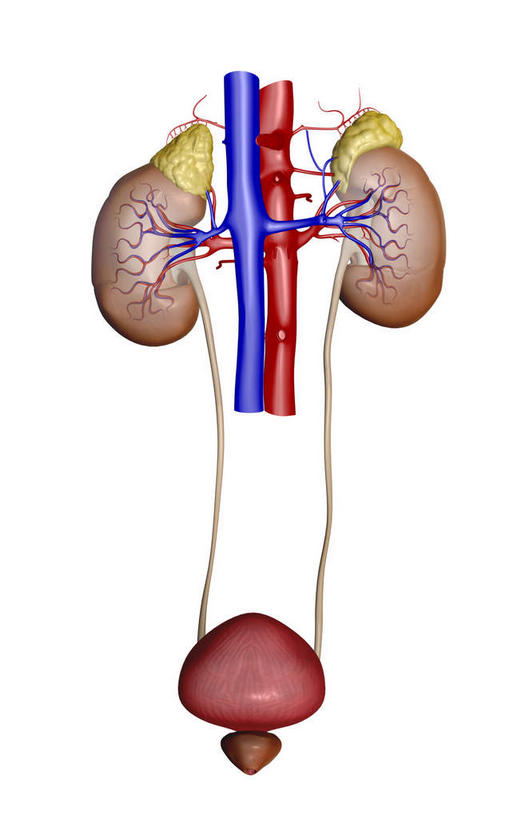 内脏,肾脏,动脉,静脉,血管,膀胱,无人,竖图,插画,室内,白天,白色背景,正面,数码,科技,静物,阴影,网络,医学,高光,几何,计算机图形,合成,图画,画,模型,人体,电脑合成图,数码合成图,生物学,人体器官,器官,漫画,输尿管,生理学,写实,具体,具象,肾,彩图
