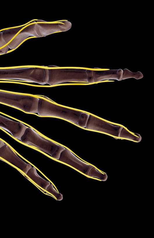 神经,动脉,静脉,骨骼,无人,竖图,插画,x光片,室内,特写,白天,正面,数码,科技,静物,张开,阴影,黑色背景,辐射,科学,网络,医学,线条,支架,骨头,高光,几何,计算机图形,合成,图画,画,一只,黄色,模型,手指,人体,电脑合成图,数码合成图,骨架,医疗,生物学,科学技术,x射线,筋脉,x光,漫画,生理学,写实,具体,具象,掌骨,指骨,半身,彩图,电磁波,电磁辐射