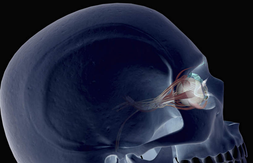 脸,头,脸颊,牙齿,动脉,静脉,骨骼,无人,横图,插画,x光片,室内,特写,白天,正面,数码,科技,静物,阴影,黑色背景,辐射,科学,网络,医学,支架,骨头,高光,几何,计算机图形,合成,图画,画,模型,人体,电脑合成图,数码合成图,头颅,骨架,医疗,生物学,科学技术,x射线,x光,漫画,生理学,写实,具体,具象,头部,齿,脸部,脸蛋,面部,牙,牙龈,彩图,电磁波,电磁辐射