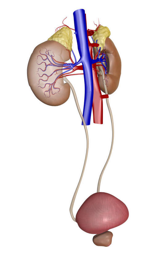 内脏,动脉,静脉,无人,竖图,插画,室内,特写,白天,正面,数码,科技,静物,阴影,网络,医学,高光,几何,计算机图形,合成,图画,画,模型,人体,电脑合成图,数码合成图,生物学,人体器官,器官,漫画,输尿管,生理学,写实,具体,具象,肾上腺,肾,彩图,生殖器官