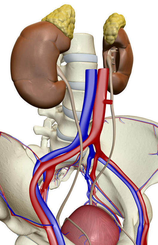 内脏,动脉,静脉,无人,竖图,插画,室内,特写,白天,正面,数码,科技,静物,阴影,网络,医学,高光,几何,计算机图形,合成,图画,画,模型,人体,电脑合成图,数码合成图,生物学,人体器官,器官,漫画,输尿管,生理学,写实,具体,具象,肾上腺,肾,彩图,生殖器官