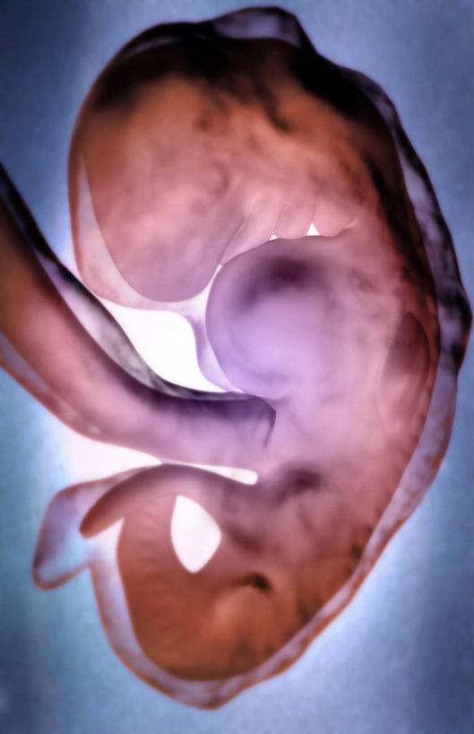 无人,竖图,插画,室内,特写,白天,正面,数码,科技,静物,阴影,蓝色背景,网络,医学,高光,几何,计算机图形,合成,图画,画,人体,电脑合成图,数码合成图,胎儿,生物学,脐带,漫画,孕育,保护膜,生理学,写实,具体,具象,彩图,胚胎