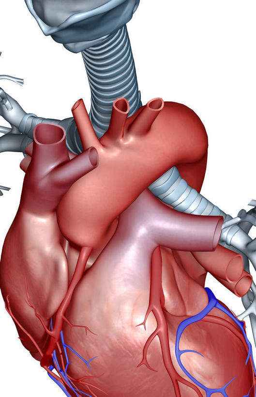 内脏,心脏,神经,动脉,静脉,骨骼,肌肉,健壮,无人,竖图,插画,室内,特写,白天,白色背景,正面,数码,科技,静物,阴影,网络,医学,骨头,高光,几何,计算机图形,合成,图画,画,模型,健康,活力,力量,人体,青春,电脑合成图,数码合成图,骨架,生物学,强壮,器官,筋脉,漫画,心血管,心房,心室,生理学,写实,具体,具象,心,彩图