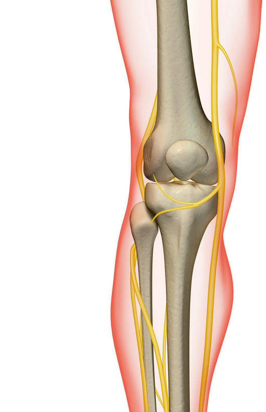 膝盖,神经,动脉,静脉,骨骼,无人,竖图,插画,室内,特写,白天,白色背景,正面,数码,科技,静物,阴影,网络,医学,支架,骨头,高光,几何,计算机图形,合成,图画,画,黄色,红色,模型,人体,轮廓,电脑合成图,数码合成图,骨架,生物学,筋脉,漫画,生理学,写实,具体,具象,髌骨,腓骨,半身,彩图