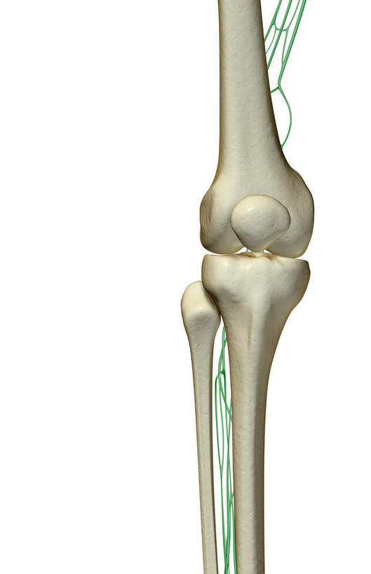 膝盖,神经,动脉,静脉,骨骼,关节,无人,竖图,插画,室内,特写,白天,白色背景,正面,数码,科技,静物,阴影,网络,医学,骨头,高光,几何,计算机图形,合成,图画,画,绿色,白色,模型,人体,电脑合成图,数码合成图,骨架,生物学,筋脉,漫画,神经元,生理学,写实,具体,具象,髌骨,腓骨,淋巴系统,淋巴细胞,淋巴,淋巴管,淋巴液,淋巴组织,免疫组织,半身,彩图,神经系统