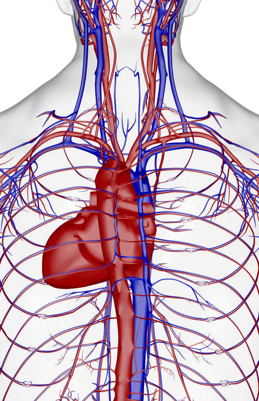 内脏,心脏,神经,脊髓,动脉,静脉,骨骼,胸骨,脊椎,无人,竖图,插画,室内,特写,白天,白色背景,数码,科技,静物,阴影,网络,医学,骨头,高光,几何,计算机图形,合成,图画,画,背面,红色,蓝色,模型,人体,电脑合成图,数码合成图,骨架,生物学,器官,筋脉,漫画,神经元,心血管,心房,心室,生理学,写实,具体,具象,腰骨,腰椎,脊柱,心,手臂,彩图,全身,神经系统