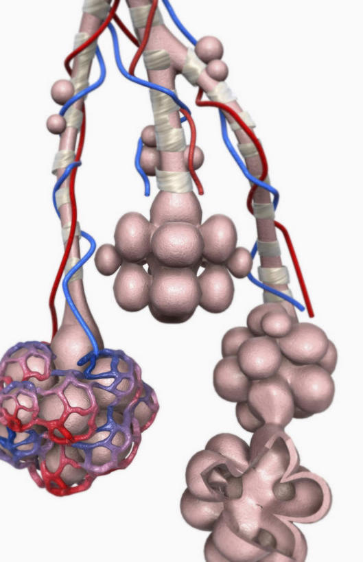 内脏,肺,气管,动脉,静脉,血管,毛细血管,无人,竖图,插画,室内,白天,白色背景,正面,数码,科技,静物,阴影,网络,医学,高光,几何,计算机图形,合成,图画,画,红色,模型,人体,电脑合成图,数码合成图,生物学,人体器官,器官,漫画,支气管,生理学,写实,具体,具象,肺泡,肺部,肺脏,彩图