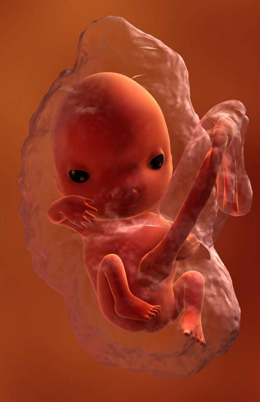 子宫,一个人,无人,竖图,插画,室内,白天,正面,数码,科技,仅一个人,阴影,红色背景,网络,高光,几何,计算机图形,合成,图画,画,红色,生长,成长,电脑合成图,数码合成图,胎儿,发育,漫画,孕育,保护膜,写实,具体,具象,彩图,全身,胚胎,生殖器官