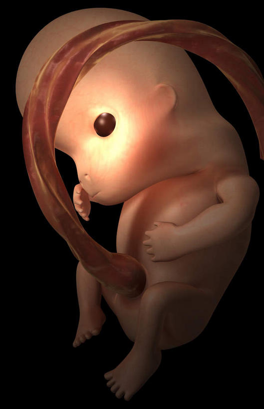子宫,一个人,无人,竖图,插画,室内,白天,正面,数码,科技,仅一个人,阴影,黑色背景,网络,高光,几何,计算机图形,合成,图画,画,红色,生长,成长,电脑合成图,数码合成图,胎儿,发育,漫画,孕育,保护膜,写实,具体,具象,彩图,全身,胚胎,生殖器官