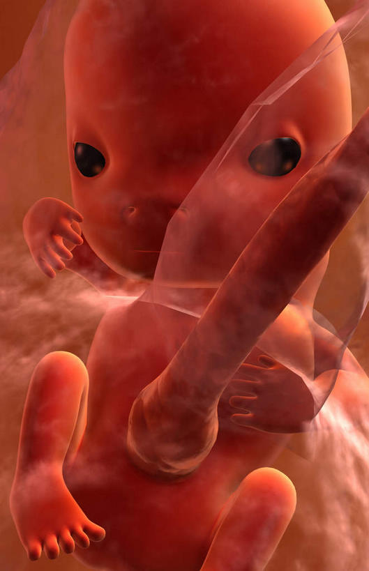 子宫,一个人,无人,竖图,插画,室内,白天,正面,数码,科技,仅一个人,阴影,红色背景,网络,高光,几何,计算机图形,合成,图画,画,红色,生长,成长,电脑合成图,数码合成图,胎儿,发育,漫画,孕育,保护膜,写实,具体,具象,彩图,全身,胚胎,生殖器官