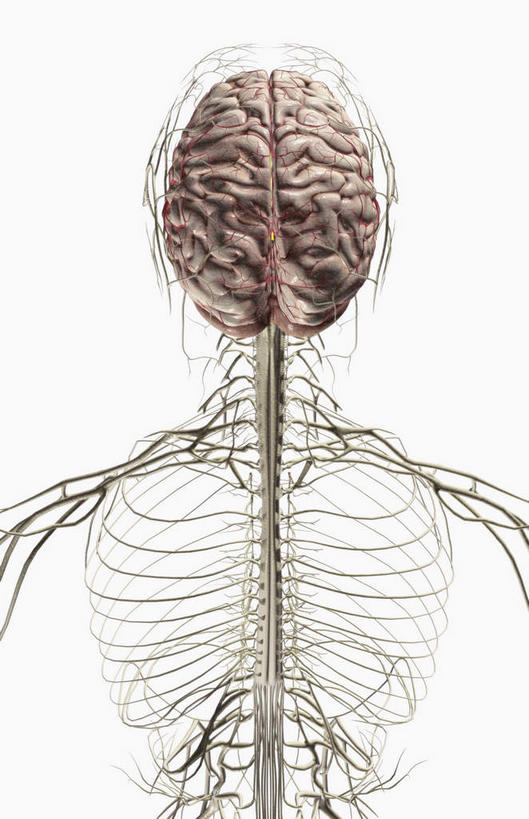 神经,动脉,静脉,无人,竖图,室内,白天,白色背景,正面,数码,科技,静物,大脑,阴影,网络,医学,高光,几何,计算机图形,合成,模型,人体,电脑合成图,数码合成图,生物学,器官,沟壑,小脑,脑干,生理学,写实,具体,具象,大脑皮层,端脑,沟,灰质,回,间脑,枕叶,颈丛,彩图,大脑半球