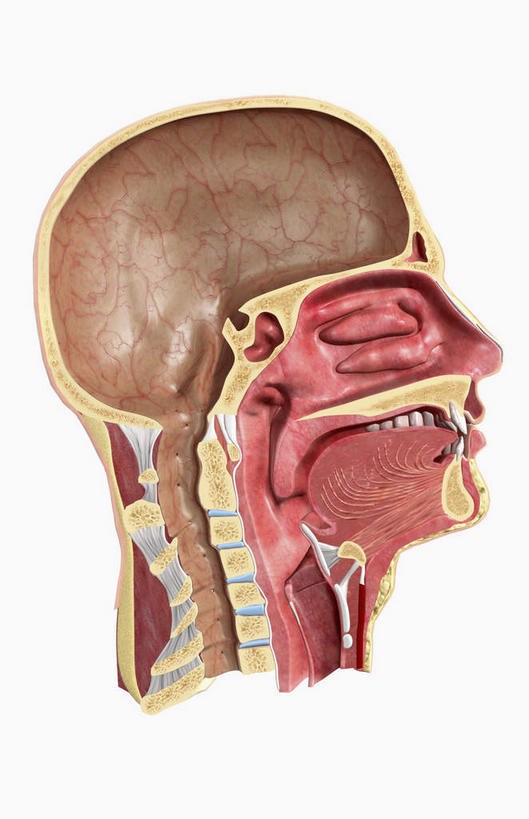 内脏,动脉,静脉,无人,竖图,室内,白天,白色背景,正面,数码,科技,静物,阴影,网络,医学,高光,几何,计算机图形,合成,模型,人体,电脑合成图,数码合成图,生物学,人体器官,器官,生理学,写实,具体,具象,喉,腭,上呼吸道,彩图