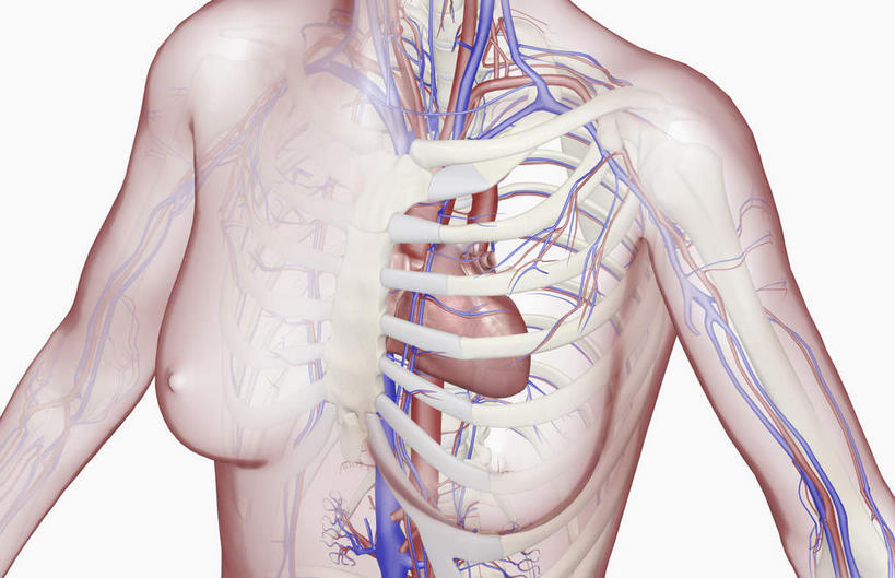 内脏,心脏,动脉,静脉,血管,无人,横图,室内,白天,白色背景,正面,数码,科技,静物,阴影,网络,医学,高光,几何,计算机图形,合成,模型,人体,皮肤,电脑合成图,数码合成图,生物学,器官,心血管,心房,心室,生理学,写实,具体,具象,锁骨下动脉,锁骨下静脉,下腔静脉,降主动脉,腋动脉,腋静脉,心,彩图