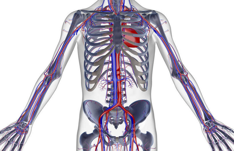 动脉,静脉,骨骼,无人,横图,室内,白天,白色背景,正面,数码,科技,静物,阴影,网络,医学,骨头,高光,几何,计算机图形,合成,模型,人体,皮肤,电脑合成图,数码合成图,骨架,生物学,生理学,写实,具体,具象,髂动脉,髂外动脉,髂外静脉,下腔静脉,降主动脉,半身,彩图