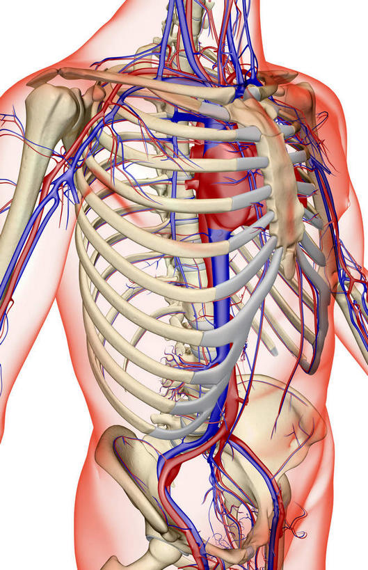动脉,静脉,骨骼,无人,竖图,室内,白天,白色背景,正面,数码,科技,静物,阴影,网络,医学,骨头,高光,几何,计算机图形,合成,模型,人体,皮肤,电脑合成图,数码合成图,骨架,生物学,生理学,写实,具体,具象,髂动脉,髂外动脉,髂外静脉,下腔静脉,降主动脉,半身,彩图