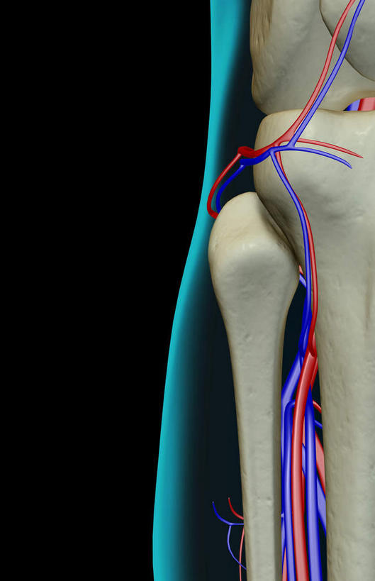 膝盖,动脉,静脉,骨骼,无人,竖图,室内,白天,正面,数码,科技,静物,阴影,黑色背景,网络,医学,骨头,高光,几何,计算机图形,合成,模型,人体,电脑合成图,数码合成图,骨架,生物学,生理学,写实,具体,具象,胫静脉,半身,彩图