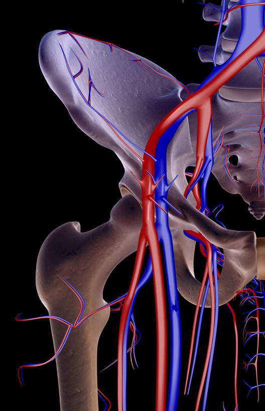 动脉,静脉,骨骼,无人,竖图,室内,白天,正面,数码,科技,静物,阴影,黑色背景,网络,医学,骨头,高光,几何,计算机图形,合成,模型,人体,电脑合成图,数码合成图,骨架,生物学,生理学,写实,具体,具象,髋骨,半身,彩图