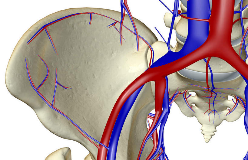 动脉,静脉,骨骼,血管,无人,横图,室内,白天,白色背景,正面,数码,科技,静物,阴影,网络,医学,骨头,高光,几何,计算机图形,合成,模型,人体,皮肤,电脑合成图,数码合成图,骨架,生物学,生理学,写实,具体,具象,髂动脉,髂静脉,髂内动脉,半身,彩图