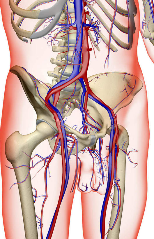 动脉,静脉,骨骼,血管,无人,竖图,室内,白天,白色背景,正面,数码,科技,静物,阴影,网络,医学,骨头,高光,几何,计算机图形,合成,模型,人体,皮肤,电脑合成图,数码合成图,骨架,生物学,生理学,写实,具体,具象,髂动脉,髂静脉,髂内动脉,半身,彩图