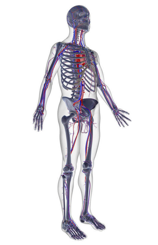 动脉,静脉,骨骼,无人,竖图,室内,白天,白色背景,正面,数码,科技,静物,阴影,网络,医学,骨头,高光,几何,计算机图形,合成,模型,人体,电脑合成图,数码合成图,骨架,生物学,生理学,写实,具体,具象,锁骨下动脉,锁骨下静脉,半身,彩图