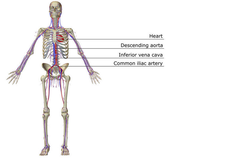 动脉,静脉,骨骼,无人,竖图,室内,白天,白色背景,正面,数码,科技,静物,阴影,网络,医学,英文,标志,文字,字符,字母,骨头,高光,几何,计算机图形,合成,标识,模型,解说,人体,说明,英文字母,电脑合成图,数码合成图,骨架,生物学,生理学,写实,具体,具象,阐明,申明,注解,注明,髂动脉,髂静脉,下腔静脉,降主动脉,血管系统,半身,彩图