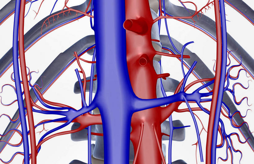 动脉,静脉,骨骼,血管,无人,横图,室内,白天,白色背景,正面,数码,科技,静物,阴影,网络,医学,骨头,高光,几何,计算机图形,合成,模型,人体,电脑合成图,数码合成图,骨架,生物学,生理学,写实,具体,具象,肾静脉,下腔静脉,降主动脉,肾,半身,彩图