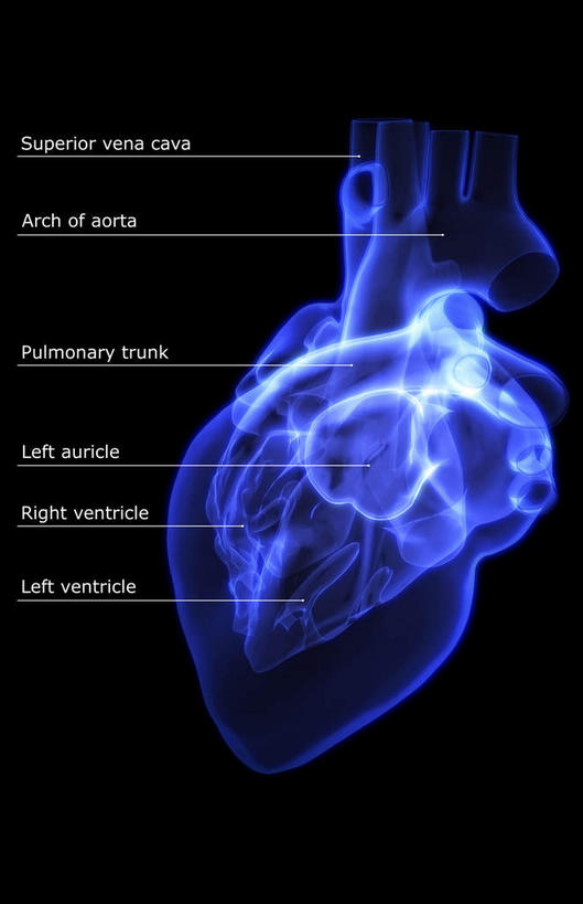 内脏,心脏,动脉,静脉,无人,竖图,室内,特写,白天,正面,数码,科技,静物,阴影,黑色背景,局部,网络,英文,标志,文字,字符,字母,光芒,高光,几何,计算机图形,合成,标识,蓝色,模型,人体,英文字母,部分,电脑合成图,数码合成图,生物学,器官,左心房,心血管,心房,心室,生理学,写实,具体,具象,右心室,主动脉,上腔静脉,左心室,心,彩图
