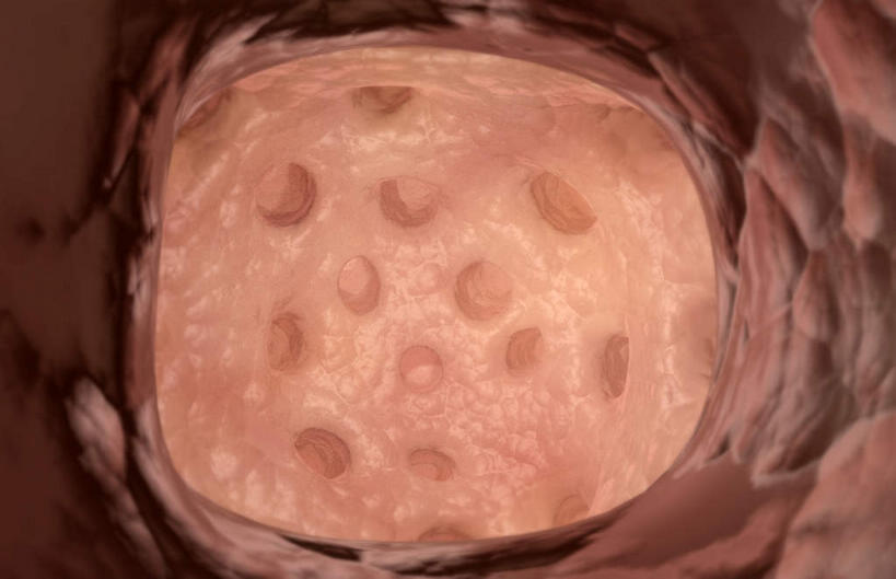 内脏,肺,动脉,静脉,无人,横图,插画,室内,特写,白天,白色背景,正面,数码,科技,静物,阴影,网络,医学,高光,几何,计算机图形,合成,图画,画,红色,模型,人体,电脑合成图,数码合成图,生物学,人体器官,器官,漫画,生理学,写实,具体,具象,呼吸系统,肺泡,肺泡囊,肺部,肺脏,彩图