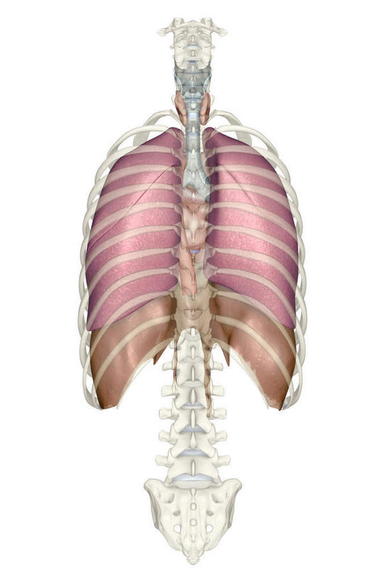 内脏,肺,动脉,静脉,骨骼,胸骨,肋骨,无人,竖图,插画,室内,特写,白天,白色背景,正面,数码,科技,静物,阴影,局部,网络,医学,骨头,高光,几何,计算机图形,合成,图画,画,红色,模型,人体,部分,电脑合成图,数码合成图,骨架,生物学,人体器官,器官,漫画,生理学,写实,具体,具象,腰骨,肋软骨,肺部,肺脏,半身,彩图