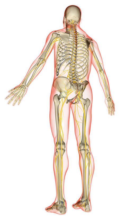 神经,动脉,静脉,骨骼,无人,站,竖图,插画,x光片,室内,特写,白天,白色背景,数码,科技,静物,阴影,辐射,科学,网络,医学,骨头,光芒,高光,几何,计算机图形,合成,图画,画,背面,红色,模型,站着,人体,皮肤,电脑合成图,数码合成图,骨架,医疗,生物学,科学技术,x射线,x光,漫画,生理学,写实,具体,具象,骶神经,骶神经丛,中枢神经系统,站立,彩图,全身,电磁波,电磁辐射