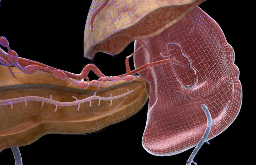 内脏,脾,神经,动脉,静脉,无人,横图,插画,室内,特写,白天,正面,数码,科技,静物,阴影,黑色背景,网络,医学,高光,几何,计算机图形,合成,图画,画,模型,人体,电脑合成图,数码合成图,生物学,器官,漫画,生理学,写实,具体,具象,脾动脉,脾脏,彩图