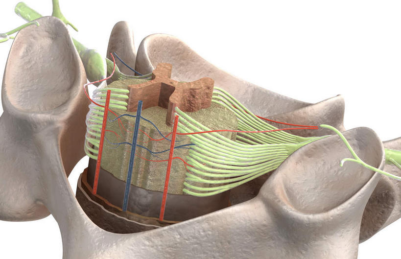 神经,脊髓,动脉,静脉,骨骼,脊椎,无人,横图,插画,室内,特写,白天,白色