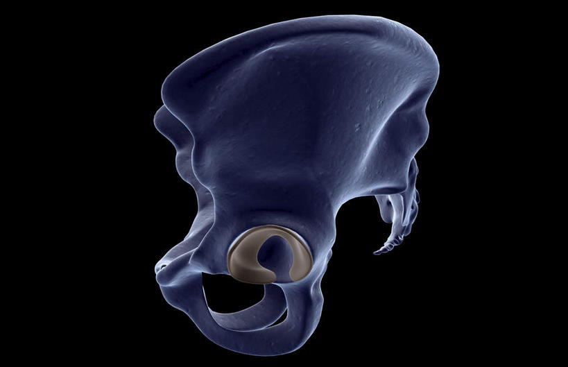 动脉,静脉,骨骼,无人,竖图,插画,室内,特写,白天,正面,数码,科技,静物,阴影,黑色背景,局部,网络,医学,骨头,光芒,高光,几何,计算机图形,合成,图画,画,模型,人体,部分,电脑合成图,数码合成图,骨架,生物学,漫画,生理学,写实,具体,具象,胯骨,髋臼,腰脊椎,脊柱,半身,彩图