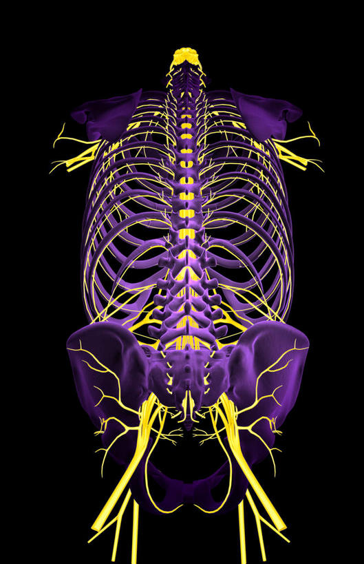锁骨,肩胛骨,神经,动脉,静脉,骨骼,胸骨,肋骨,无人,竖图,插画,室内,特写,白天,正面,数码,科技,静物,阴影,黑色背景,网络,医学,骨头,高光,几何,计算机图形,合成,图画,画,模型,马尾,人体,电脑合成图,数码合成图,骨架,生物学,漫画,生理学,写实,具体,具象,骶骨,髋骨,尾骨,胸椎,腰骨,尺神经,肋间神经,桡神经,胸神经,腋神经,肋软骨,腰丛,股神经,坐骨神经,臂丛,骶神经丛,正中神经,彩图