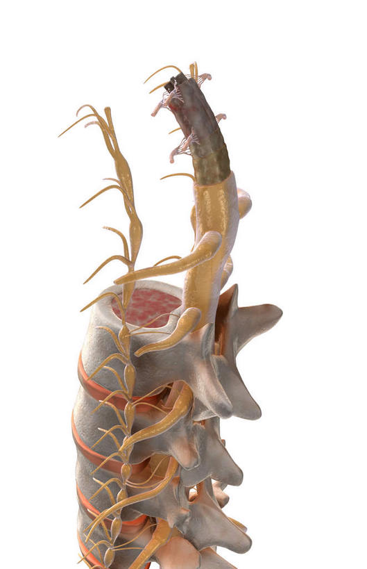 神经,动脉,静脉,无人,竖图,插画,室内,特写,白天,白色背景,正面,数码,科技,静物,阴影,网络,医学,高光,几何,计算机图形,合成,图画,画,人体,电脑合成图,数码合成图,生物学,漫画,生理学,写实,具体,具象,背根神经节,软脑膜,硬脑膜,腹侧神经根,前角,椎体​​,彩图,脑膜