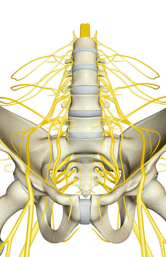 神经,动脉,静脉,骨骼,脊椎,骨盆,无人,竖图,插画,室内,特写,白天,白色背景,正面,数码,科技,静物,阴影,网络,医学,骨头,高光,几何,计算机图形,合成,图画,画,模型,人体,电脑合成图,数码合成图,骨架,生物学,漫画,生理学,写实,具体,具象,骶骨,髋骨,尾骨,腰骨,骶丛,腰丛,股神经,坐骨神经,彩图