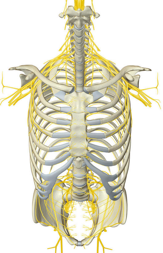 锁骨,肩胛骨,神经,动脉,静脉,骨骼,胸骨,肋骨,无人,竖图,插画,室内,特写,白天,正面,数码,科技,静物,阴影,网络,医学,骨头,高光,几何,计算机图形,合成,图画,画,模型,人体,电脑合成图,数码合成图,骨架,生物学,漫画,生理学,写实,具体,具象,胸椎,腰骨,尺神经,颈神经,肋间神经,桡神经,胸神经,腋神经,肋软骨,颈丛,腰丛,股神经,坐骨神经,臂丛,骶神经丛,正中神经,彩图