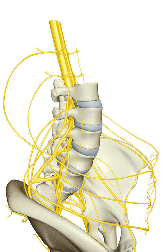 神经,动脉,静脉,骨骼,脊椎,无人,竖图,插画,室内,特写,白天,白色背景,正面,数码,科技,静物,阴影,网络,医学,骨头,高光,几何,计算机图形,合成,图画,画,模型,人体,电脑合成图,数码合成图,骨架,生物学,漫画,生理学,写实,具体,具象,骶骨,髋骨,尾骨,腰骨,腰丛,股神经,彩图