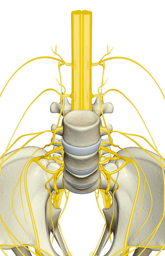 神经,动脉,静脉,骨骼,脊椎,无人,竖图,插画,室内,特写,白天,白色背景,正面,数码,科技,静物,阴影,网络,医学,骨头,高光,几何,计算机图形,合成,图画,画,模型,人体,电脑合成图,数码合成图,骨架,生物学,漫画,生理学,写实,具体,具象,骶骨,髋骨,尾骨,腰骨,股神经,坐骨神经,彩图