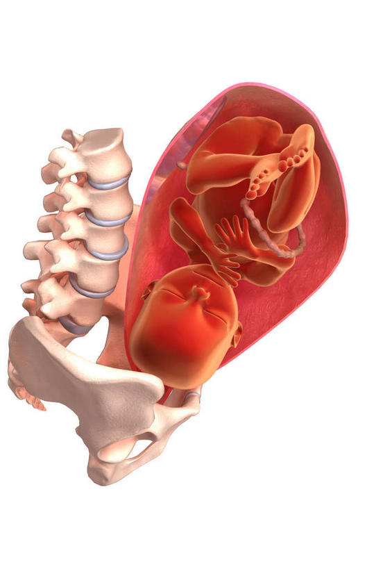 孕妇,骨骼,骨盆,子宫,一个人,竖图,插画,室内,特写,白天,白色背景,正面,数码,科技,仅一个人,阴影,网络,骨头,高光,几何,计算机图形,合成,图画,画,怀孕,生长,成长,电脑合成图,数码合成图,骨架,胎儿,待产,发育,漫画,孕育,写实,具体,具象,妊娠,准妈妈,腰骨,羊水,产妇,彩图,全身,胚胎