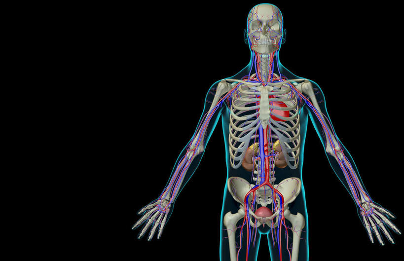 内脏,动脉,静脉,血管,膀胱,无人,横图,插画,x光片,室内,特写,白天,正面,数码,科技,静物,阴影,黑色背景,辐射,科学,网络,医学,高光,几何,计算机图形,合成,图画,画,红色,模型,人体,电脑合成图,数码合成图,医疗,生物学,人体器官,科学技术,x射线,器官,x光,漫画,泌尿系统,输尿管,生理学,写实,具体,具象,肾上腺,肾动脉,肾静脉,彩图,电磁波,电磁辐射