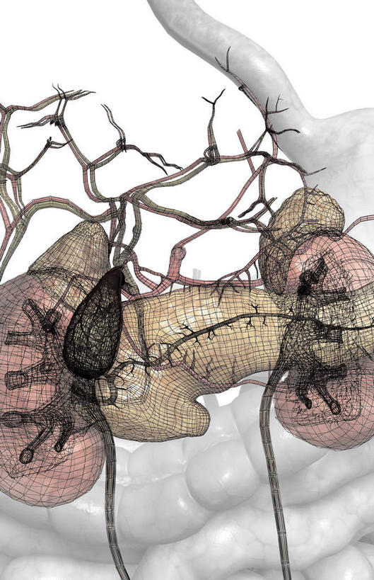 内脏,肾脏,动脉,静脉,无人,竖图,插画,室内,特写,白天,白色背景,正面,数码,科技,静物,阴影,网络,医学,高光,几何,计算机图形,合成,图画,画,红色,模型,人体,电脑合成图,数码合成图,生物学,人体器官,器官,漫画,生理学,写实,具体,具象,食管,小肠,彩图