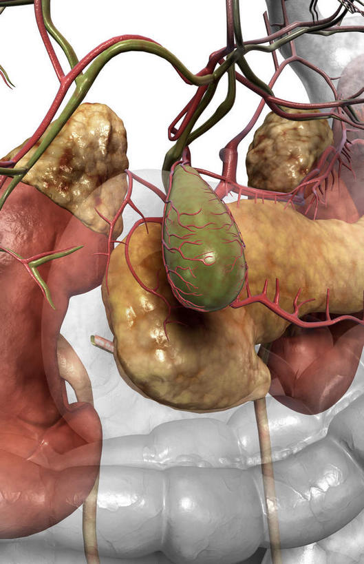 内脏,动脉,静脉,胆囊,无人,竖图,插画,室内,特写,白天,白色背景,正面,数码,科技,静物,阴影,网络,医学,高光,几何,计算机图形,合成,图画,画,红色,模型,人体,电脑合成图,数码合成图,生物学,人体器官,器官,漫画,输尿管,生理学,写实,具体,具象,肾上腺,胆囊动脉,胆总管,横结肠,回肠,空肠,彩图