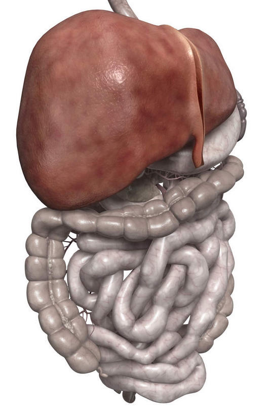内脏,肝脏,动脉,静脉,肛门,十二指肠,无人,竖图,插画,室内,特写,白天,白色背景,正面,数码,科技,静物,阴影,网络,医学,高光,几何,计算机图形,合成,图画,画,红色,模型,人体,电脑合成图,数码合成图,生物学,人体器官,器官,漫画,生理学,写实,具体,具象,横结肠,回肠,降结肠,空肠,升结肠,乙状结肠,咽,肝,直肠,彩图