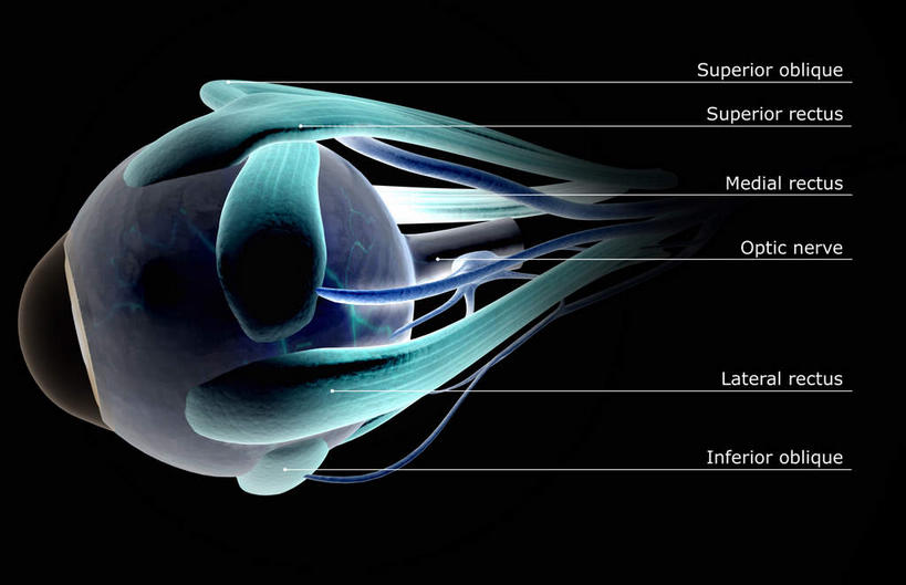 眼睛,动脉,静脉,肌肉,健壮,无人,横图,插画,室内,特写,白天,正面,数码,科技,静物,瞳孔,阴影,黑色背景,网络,医学,高光,几何,计算机图形,合成,图画,画,模型,健康,活力,力量,人体,眼部,青春,电脑合成图,数码合成图,生物学,视网膜,眼球,强壮,器官,漫画,生理学,写实,具体,具象,巩膜,角膜,视觉器官,眼房,眼球壁,上直肌,下斜肌,外直肌,上斜肌,眼,彩图